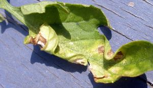 POD gold nugget, early blight