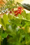 parsley, rosemary, bay, thai chilies